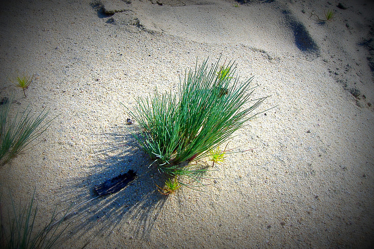 plante, detaljer, græs, sand, natur, solrig, sand på stranden