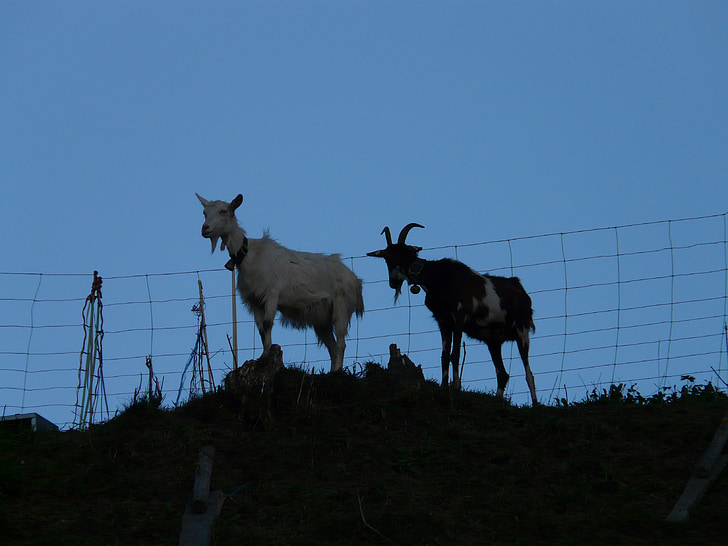 goats, pasture, animals, horns, ausschau, keep an eye out, curious