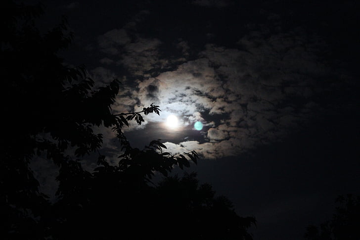 lua, árvore, escuro, azul, nuvens, à noite, folhas