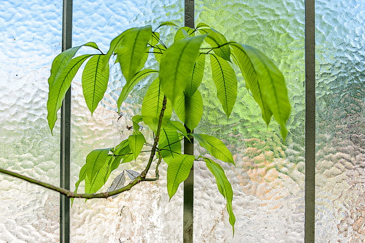 vidrio, pared, verde, hoja, interior, planta, naturaleza