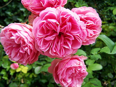 rose, pink, flowering inflorescence
