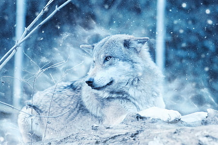 wolf, animal, snow, winter, predator, lying down, nature