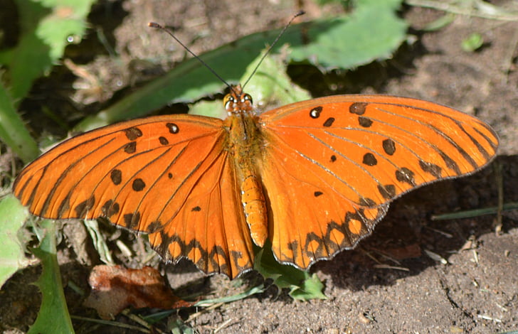 butterfly, nature, orange