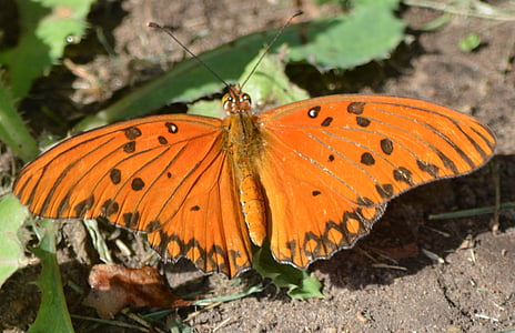 papillon, nature, orange