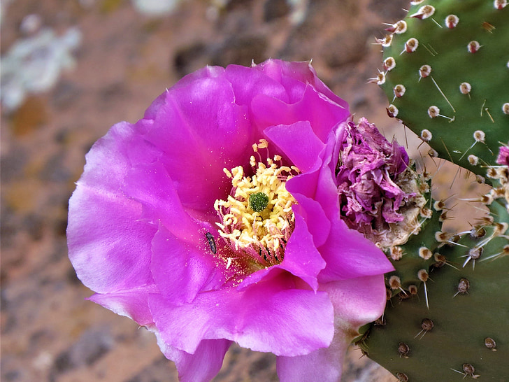Rosa profund, cactus, Senderisme, groc, verd, Texas