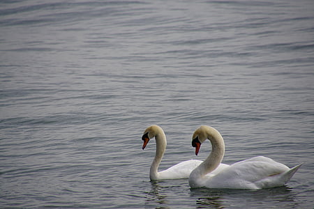 swan pair, swan, lake constance, togetherness