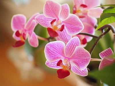 orchids, flowers, plants, blossom, nature, garden, purple