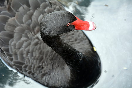 black swan, red beck, feathered bird, bird, animal, nature, wildlife
