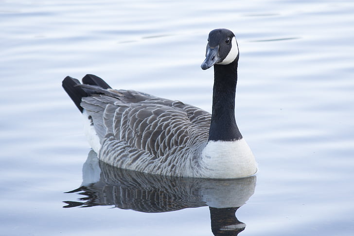 duck, water, nature, wildlife, goose, bird, canada Goose