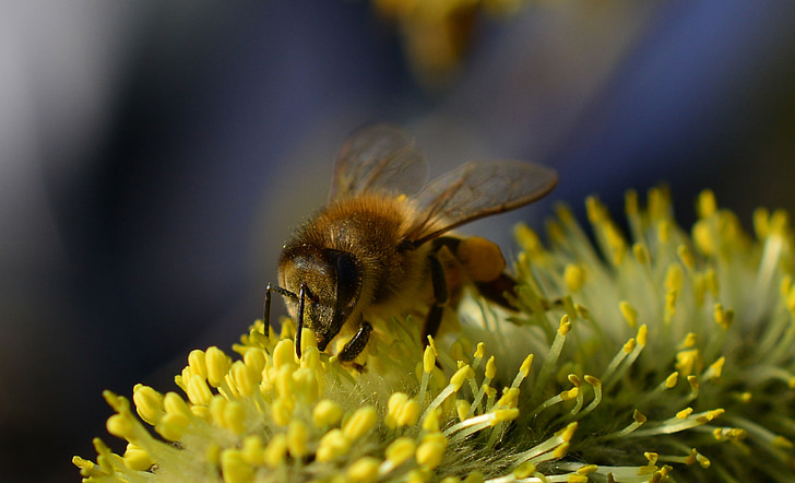 abella, macro, insecte, planta, pol·len, frühlingsanfang, pol·linització