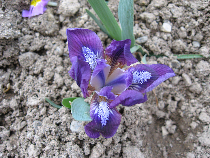 flor, violeta, Perunika, Color, floración, flores, primavera