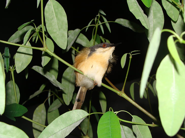 burung, malam ditembak, makro, Close-up, burung wren Ashy warbler, India, burung