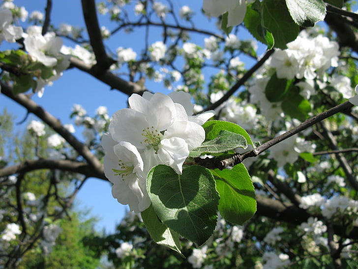epletreet, blomster, blomstrende epletreet, blomstrende treet, blomstrende trær, utendørs, levende natur
