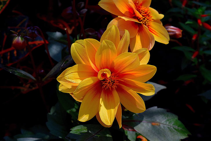 blomma, gul, Orange, kronblad, blommande, våren, naturen