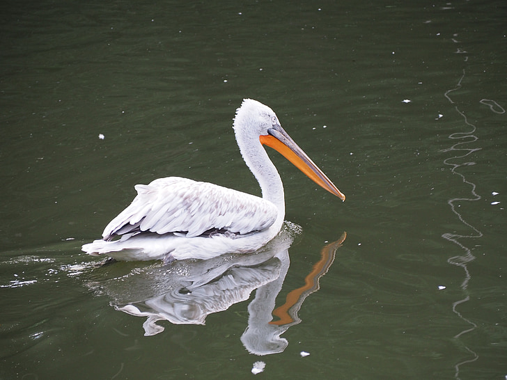 Pelikan, Zoo di, uccello acquatico, natura