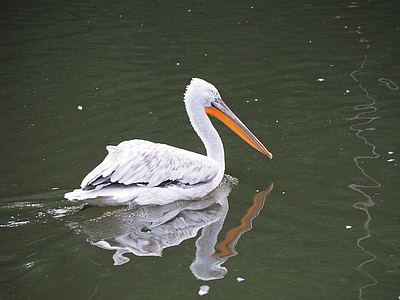 Pelikan, zoològic, ocell d'aigua, natura