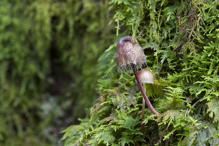 mushroom, moss, snail, mucus