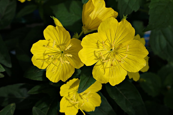 Bloom, květiny, zelená, žlutá, závod, léto, Příroda