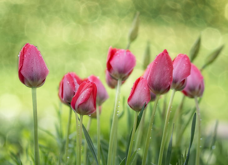 tulipány, zahrada, jaro, Příroda, květ, závod, květ