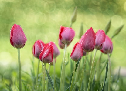 tulips, garden, spring, nature, flower, plant, blossom