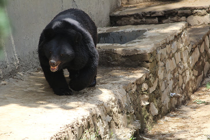 Niedźwiedź czarny, Indyjski niedźwiedź, wszystkożerny, bear azjatyckich, Niedźwiedź himalajski