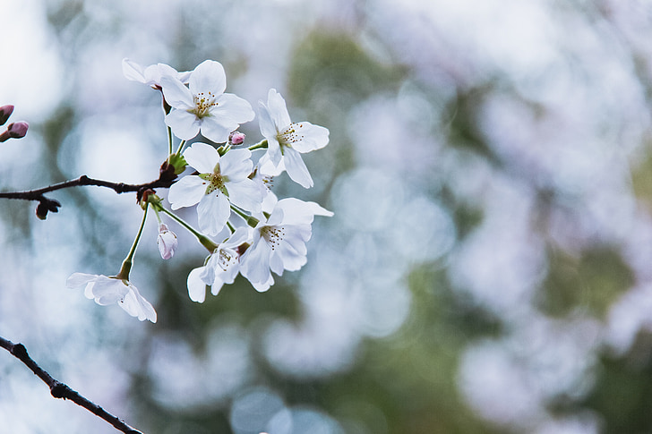 cherry blossom, flowers, spring, branch