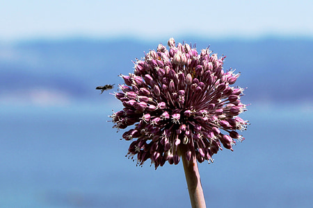 flor de trèvol, abella, porpra, flor, macro, planta, pol·len