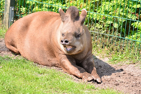 Tapir, engorroso, probóscide, bosques tropicales