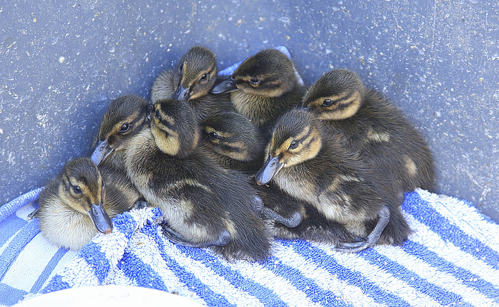 duck, petit, baby, birth, animals, pen, duckling