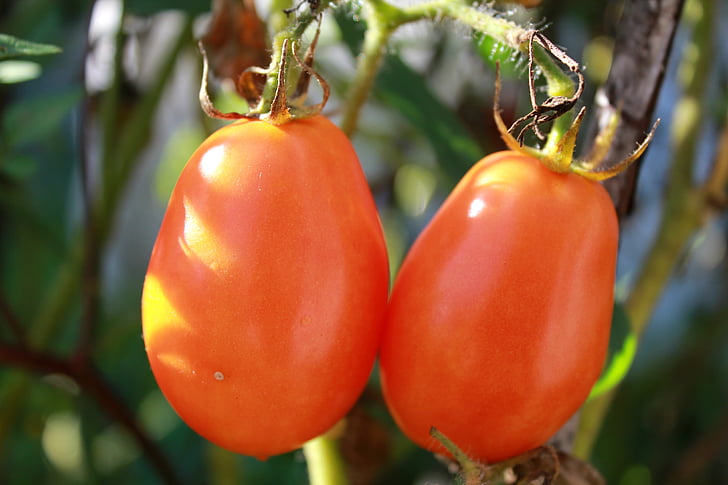 tomates, verduras, de tomates maduros, verano, vegetales, alimentos, naturaleza