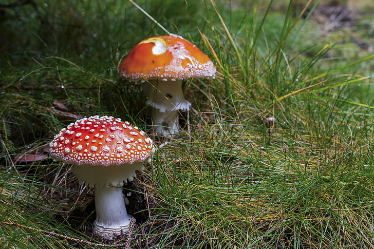 mushroom, fly-agaric, red mushroom, toxic mushroom, nature, meadow, landscape
