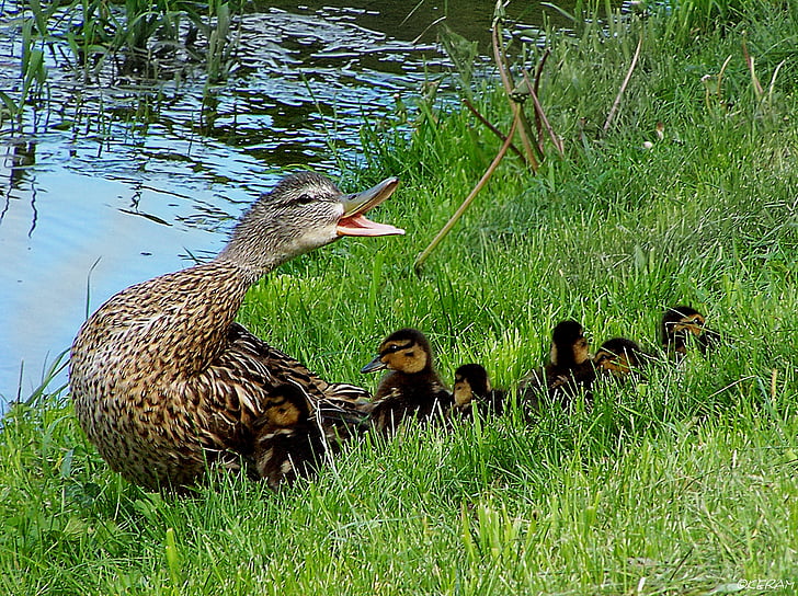 family, ducks, defense, bird, nature, animal, grass