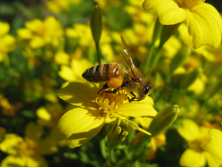 abelha melífera, Apis mellifera, amarelo, flor