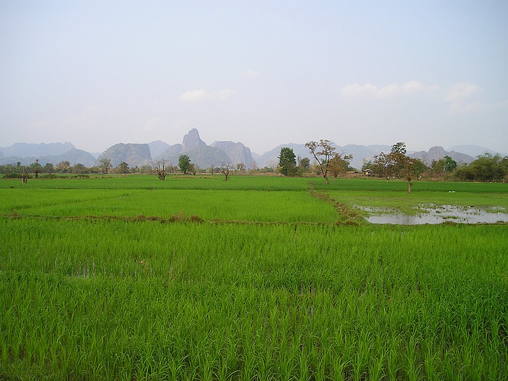 Laos, campos de arroz, arroz, plantaciones de arroz, plantaciones de, sureste, Asia