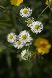 flor de minutos, flores, flores blancas