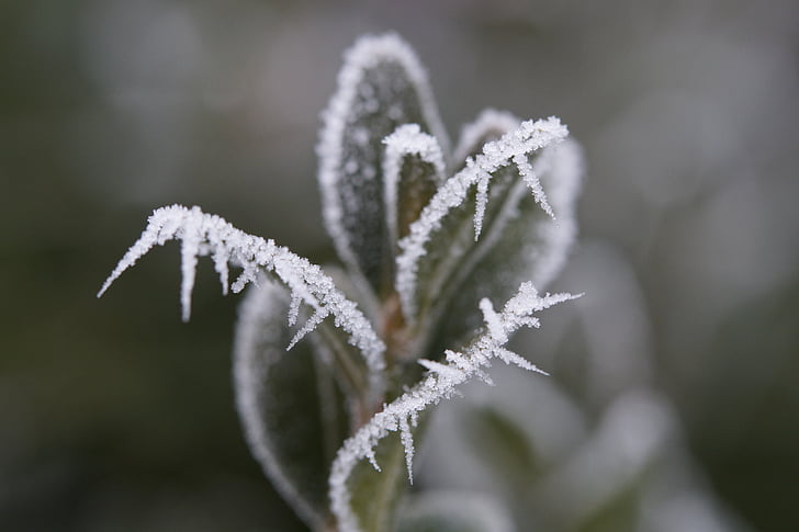 Blätter, gefroren, Eiskristalle, Frost, Eis, Winter, Kälte