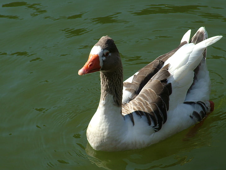goose, lake, bird, waterfowl