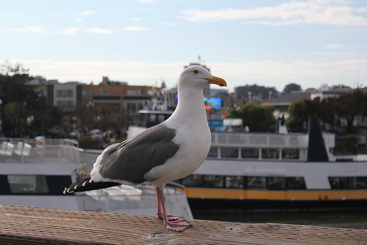 Sea gull, dyr, fuglen, San francisco, Pier 39, California, USA