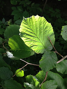 hazelnut, hazelnut leaf, leaf, back light, green, sun, leaves