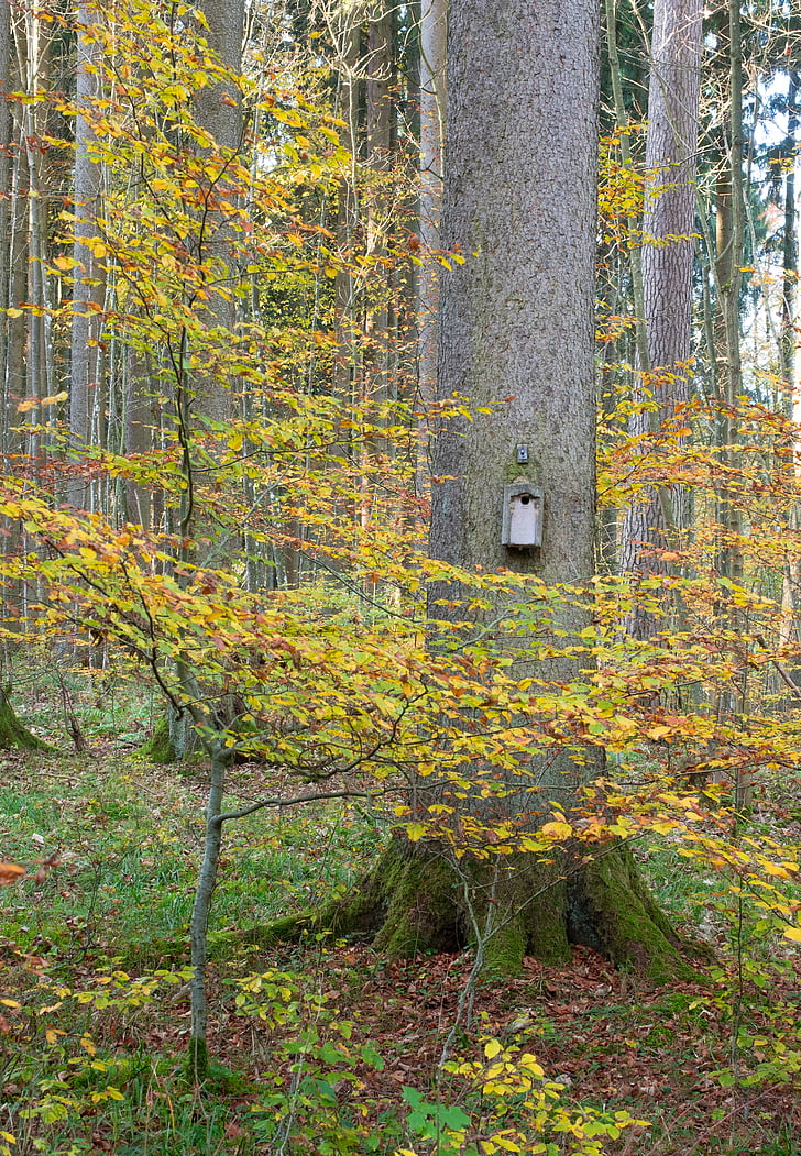Voliéra, strom, protokol, hnízdo, podzim, Les, listy