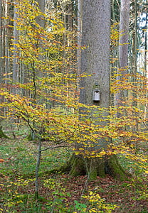 ptičjo, drevo, dnevnik, gnezdo, jeseni, gozd, listi