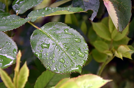 φύλλο, βροχή, σταγόνες, σταγόνες νερού, πράσινο, φύση, φύλλωμα
