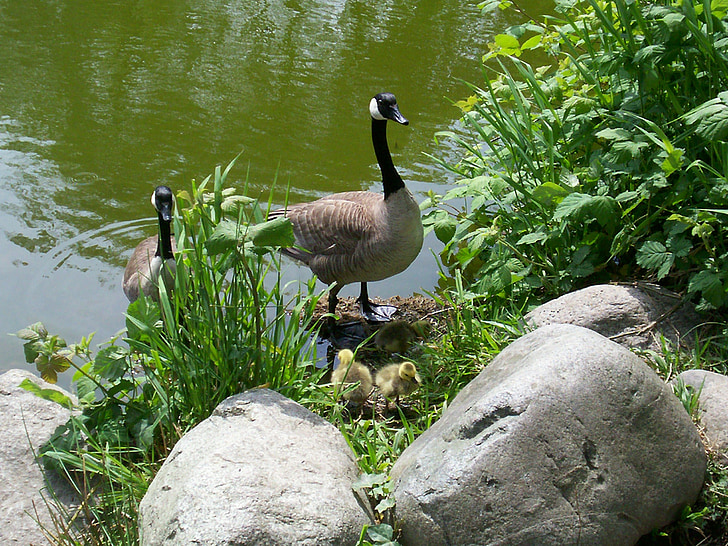 Canada goose, gans, watervogels