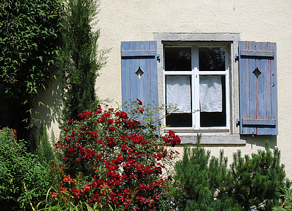 ventana, obturador, jardín, antiguo, arbusto color de rosa