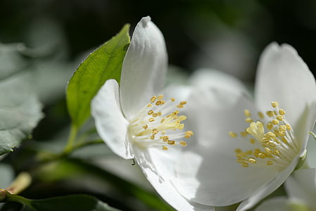 white, bloom, blossom, plant, spring, flora, pollen