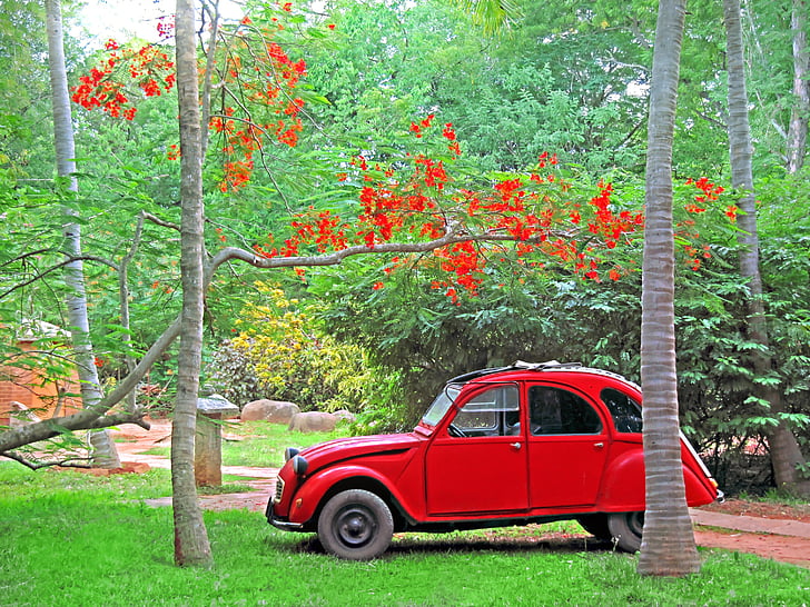 bil, Citroen, 2CV, rød, Classic, gamle, Indien