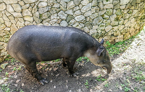 tapír zvíře, volně žijící zvířata, Příroda, savec, parku, tvor, oči