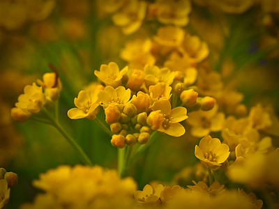 glattes brillenschötchen, brillenschötchen, Glattfrüchtiges brillenschötchen, Alpine Pflanzen, Blume, gelb, Blüte