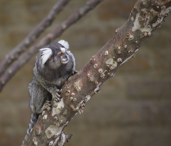 marmoset monkey, primate, portrait, cute, animal, small, wildlife