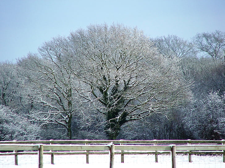 sne, træ, Kent, vinter, England, natur, felt